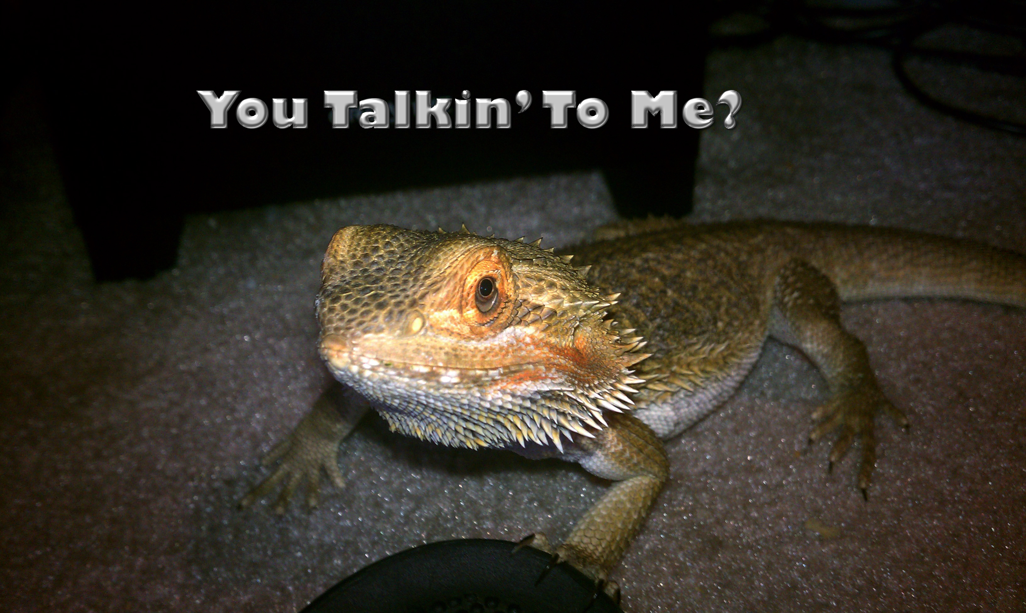 Lizard Camera Title Image